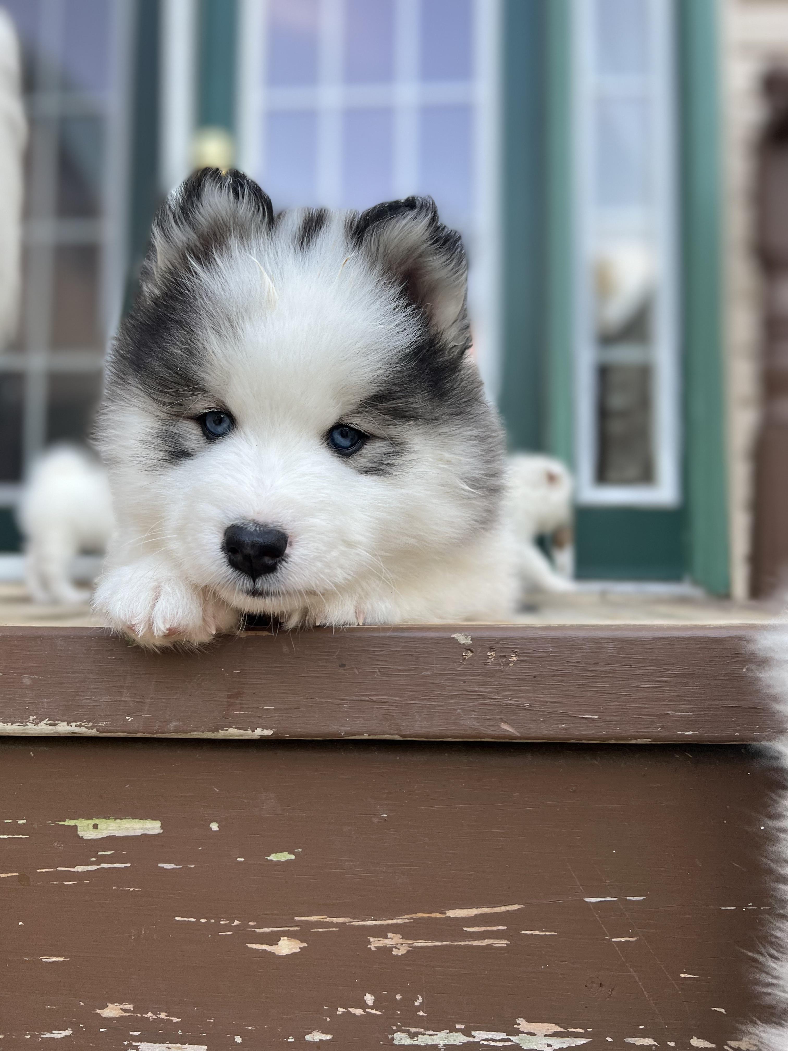 Samusky 3