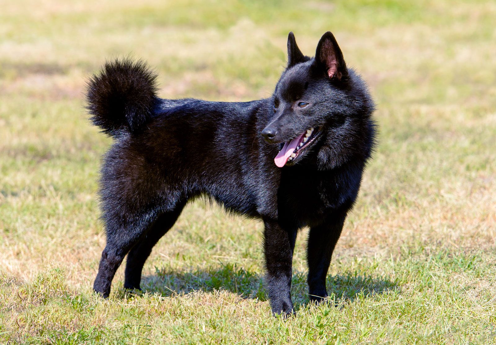 Schipperke 1