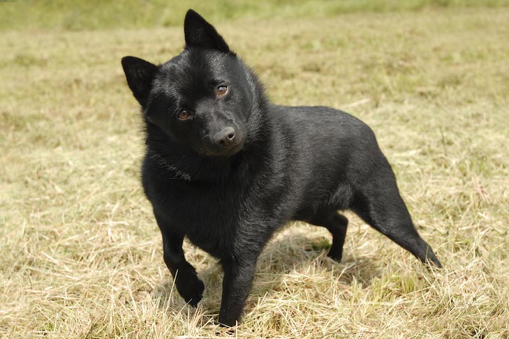 Schipperke 2