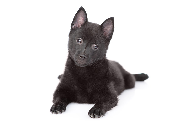 Schipperke 3