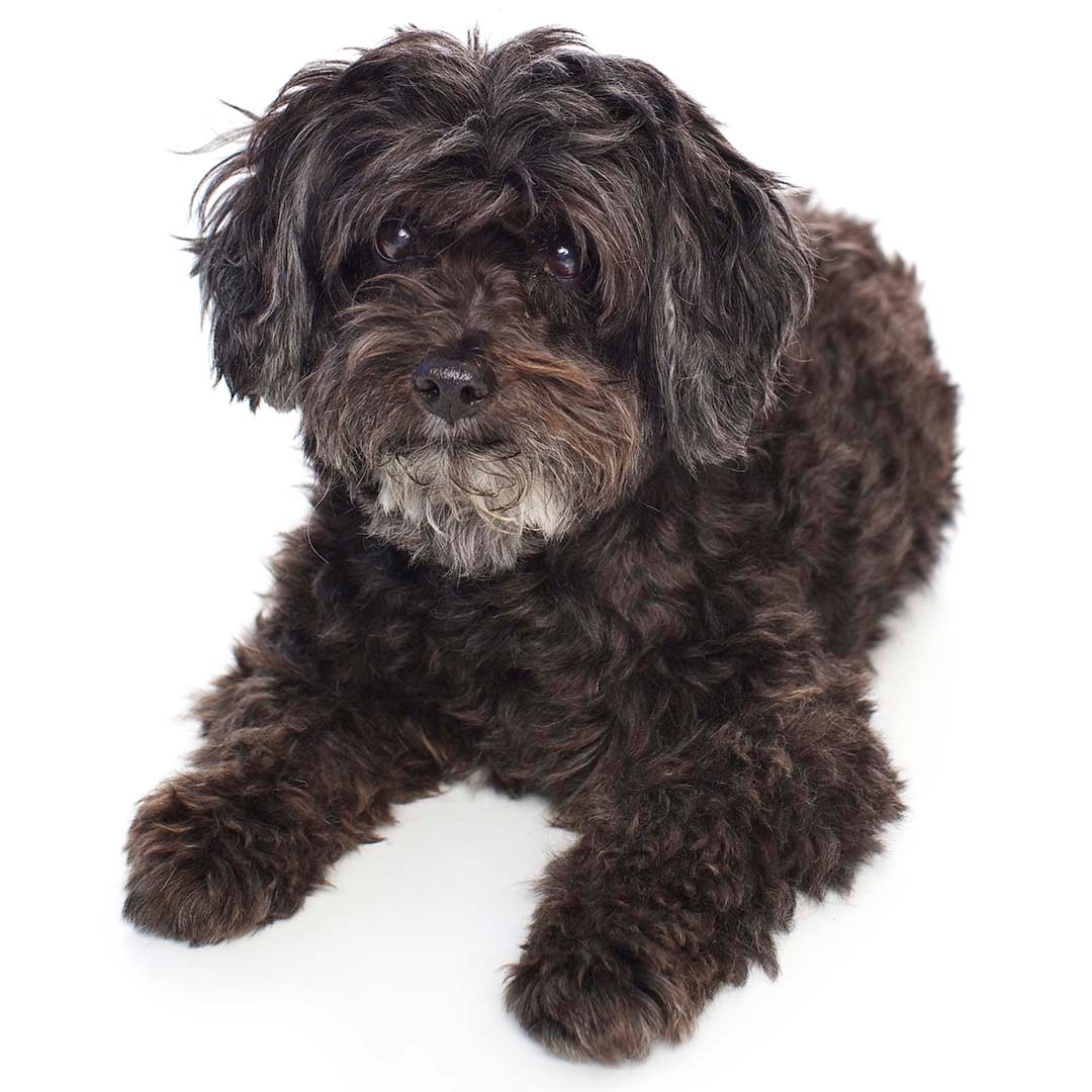 Schnoodle 2