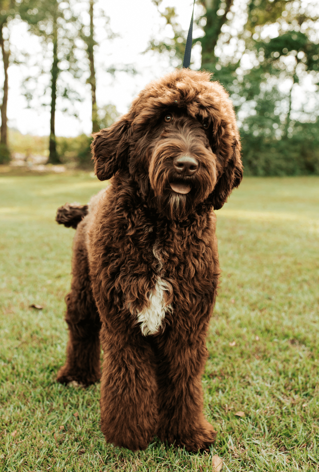 Schnoodle 3