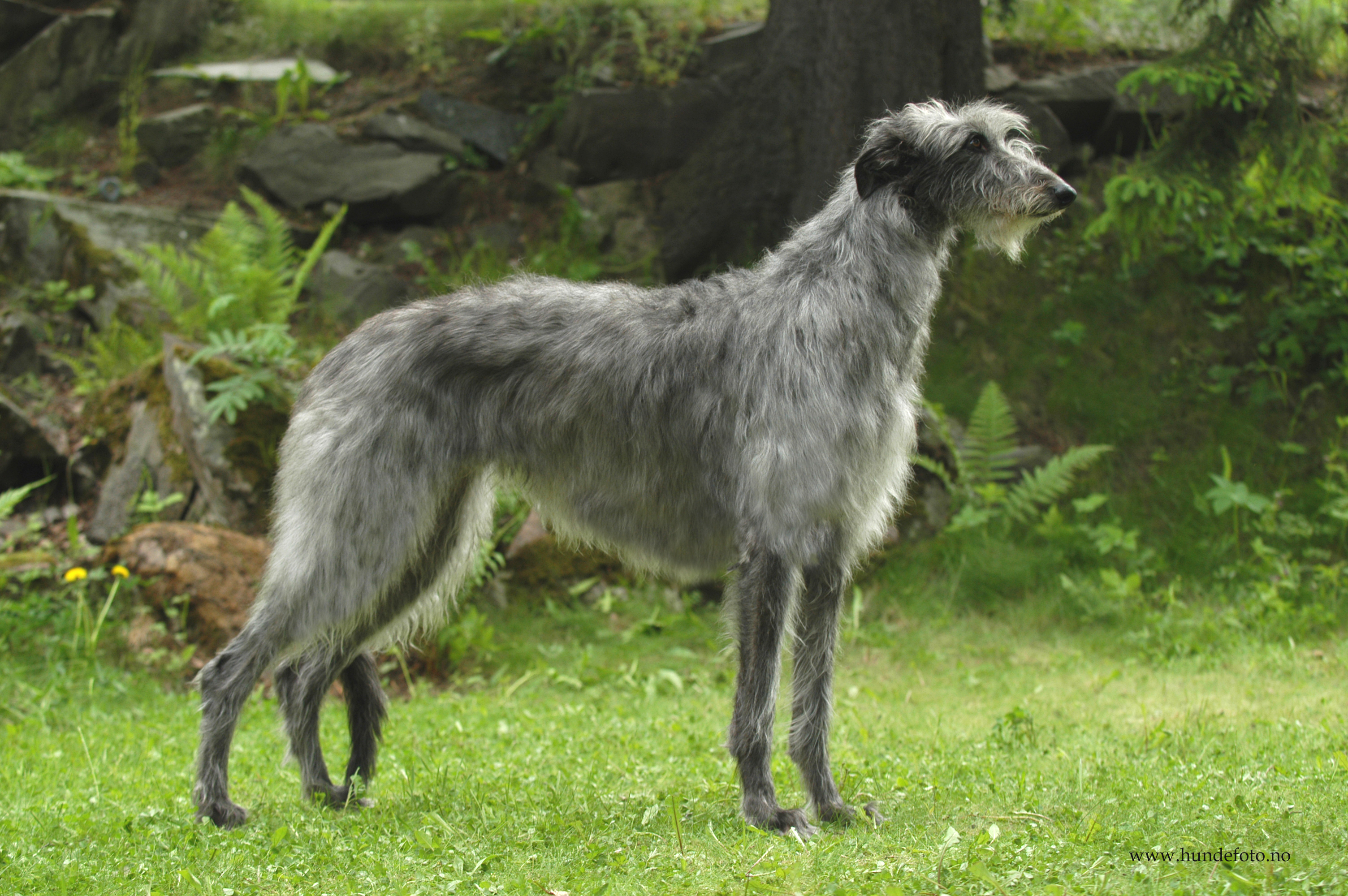 Scottish Deerhound 1