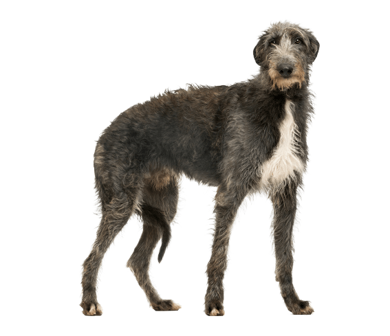 Scottish Deerhound 2