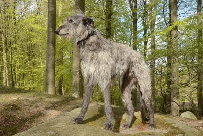 Scottish Deerhound 3