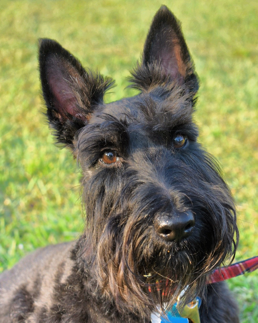 Scottish Terrier 1