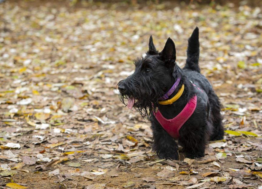 Scottish Terrier 2
