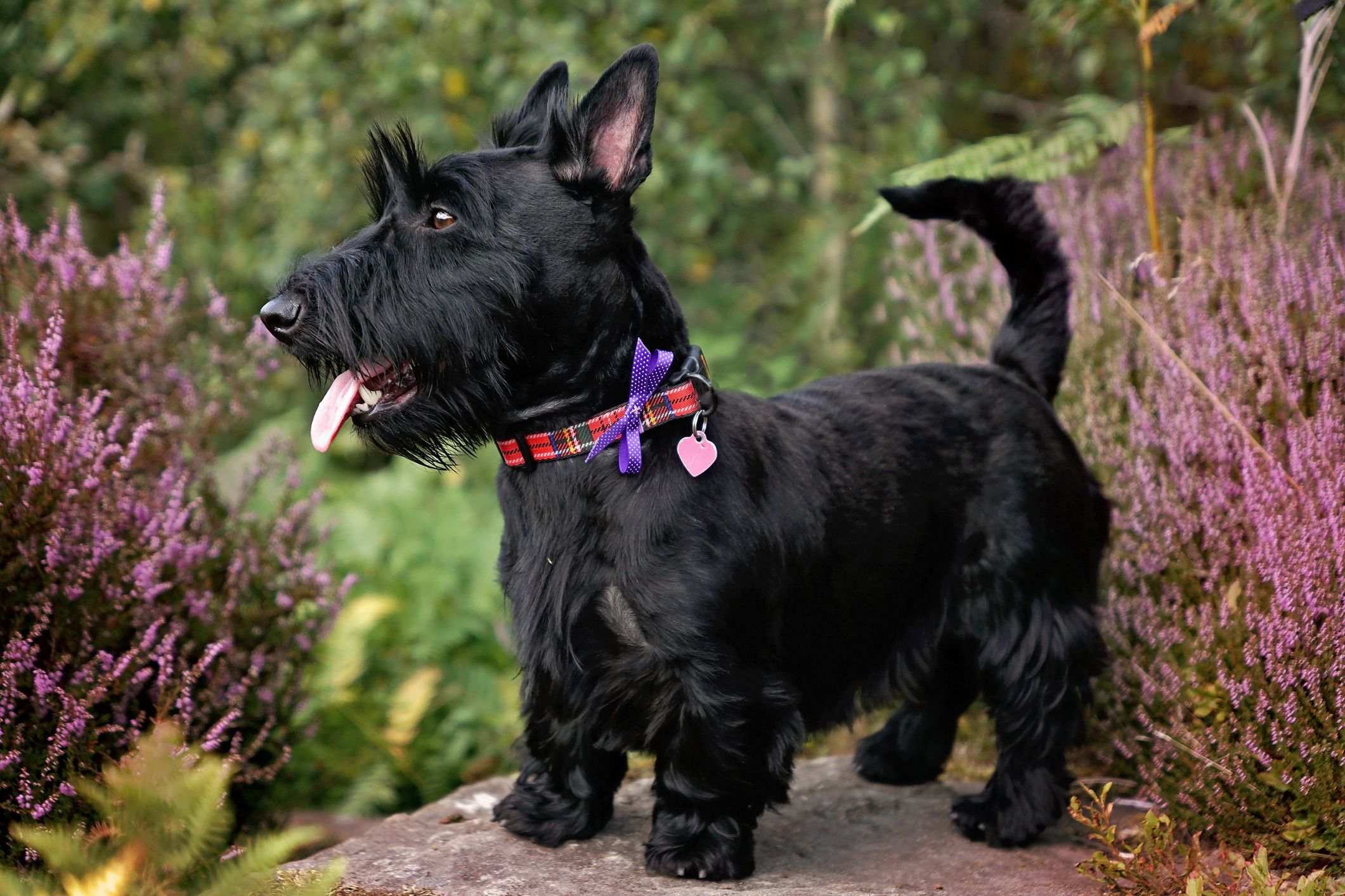 Scottish Terrier 3