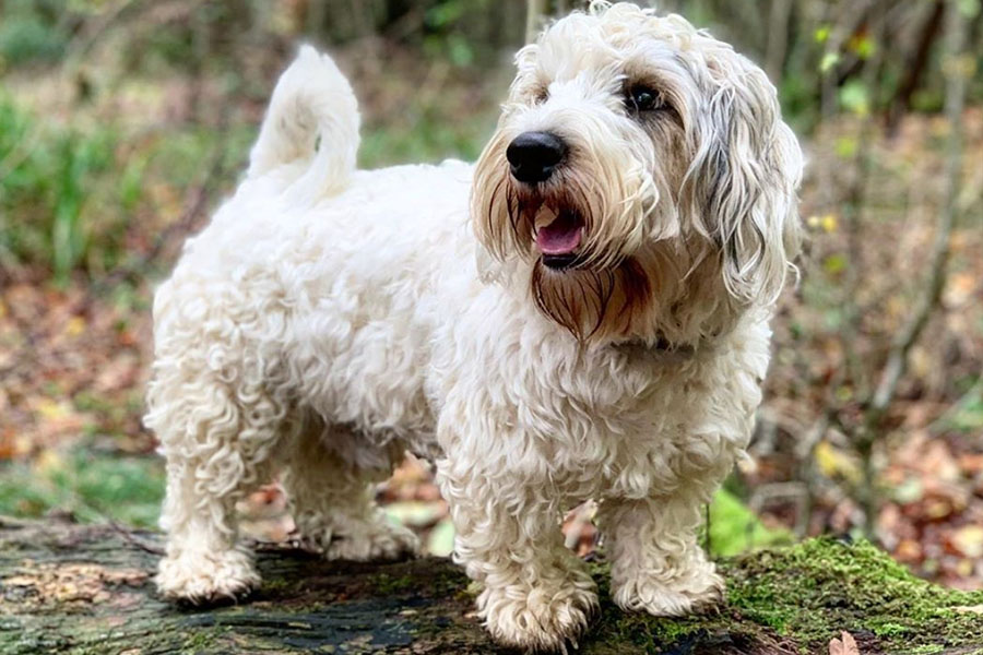 Sealyham Terrier 1
