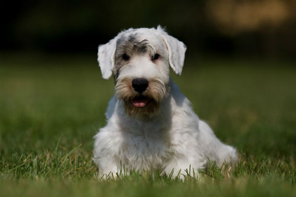 Sealyham Terrier 2