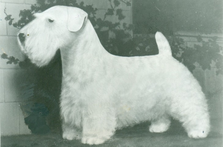 Sealyham Terrier 3