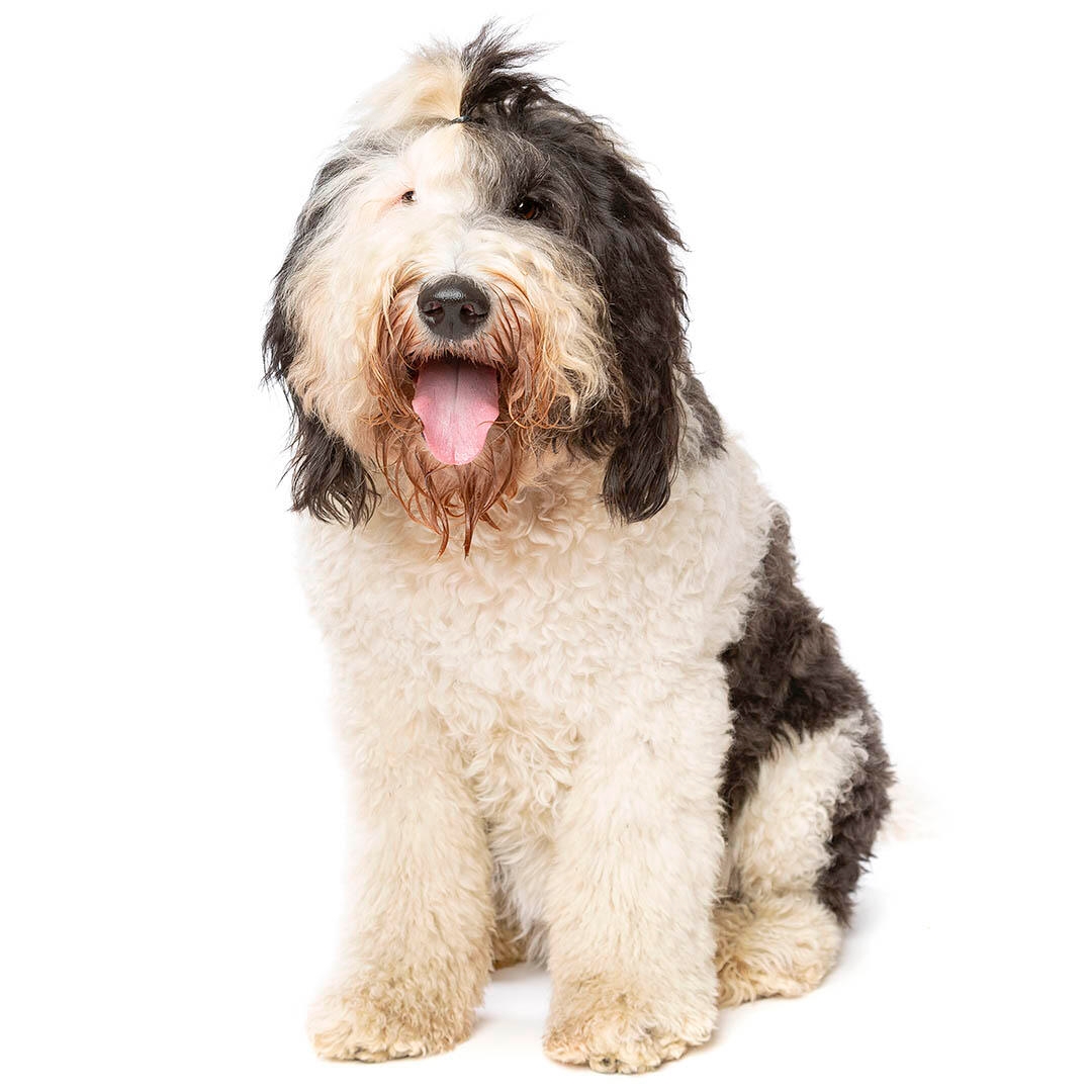 Sheepadoodle 2