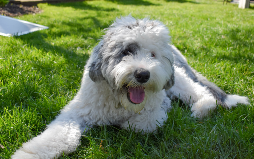 Sheepadoodle 3