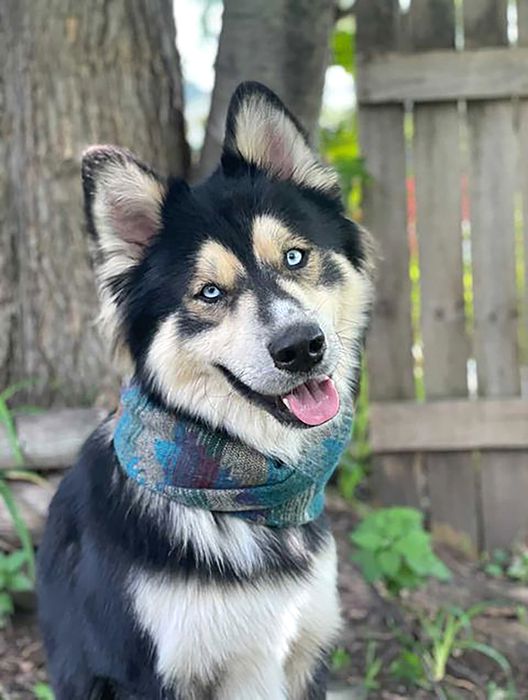 Shepsky 1