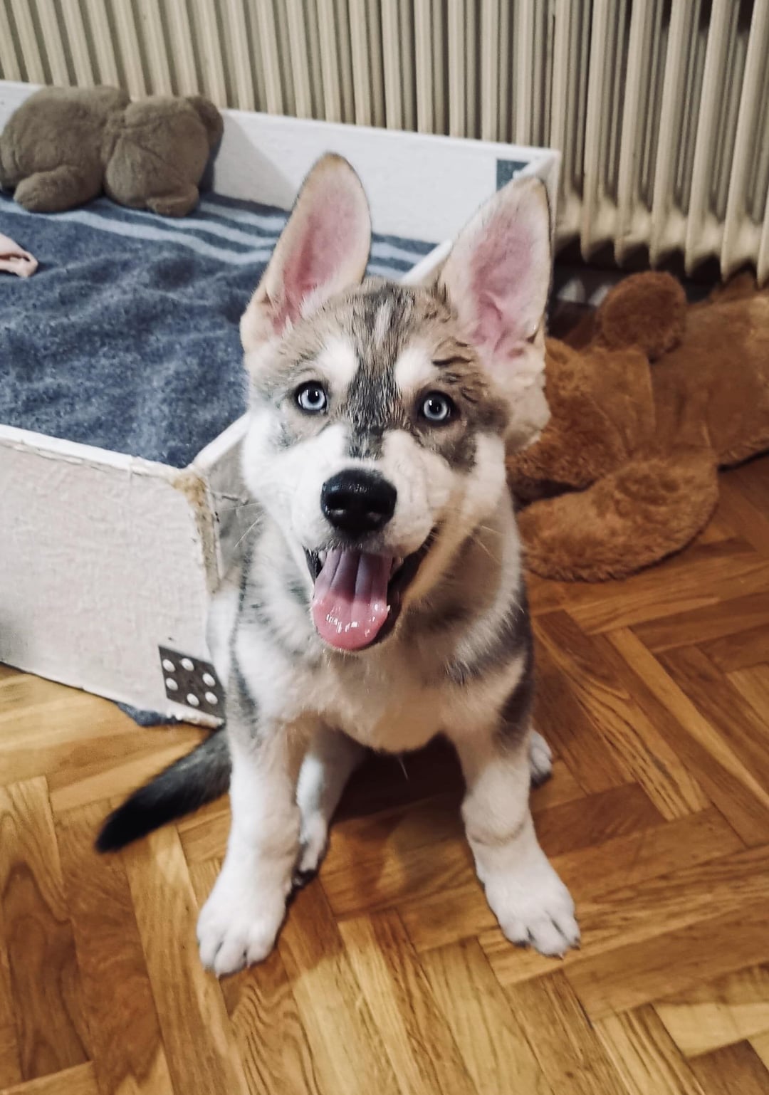Shepsky 2
