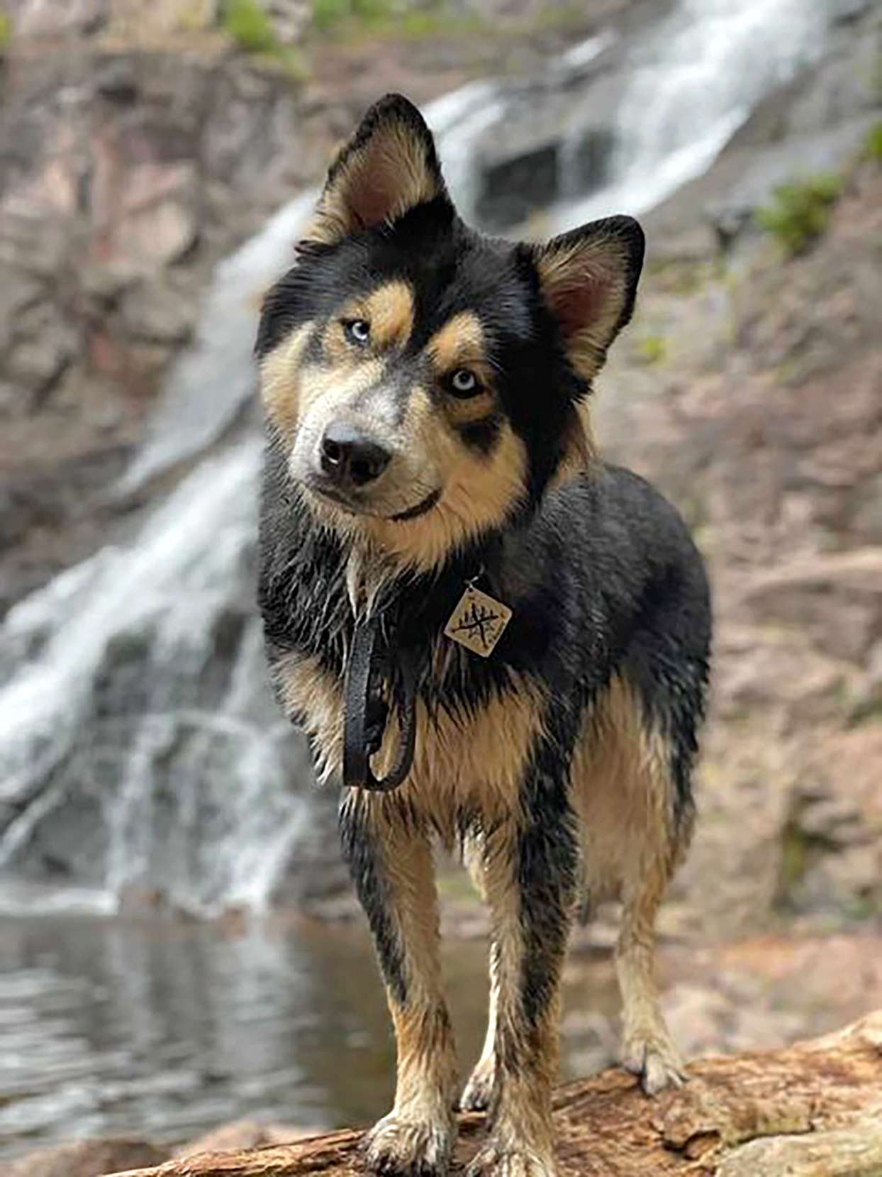 Shepsky 3
