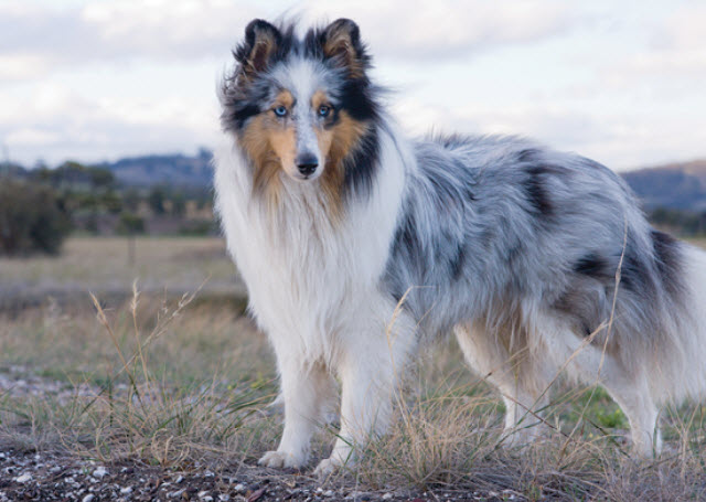 Shetland Sheepdog 2