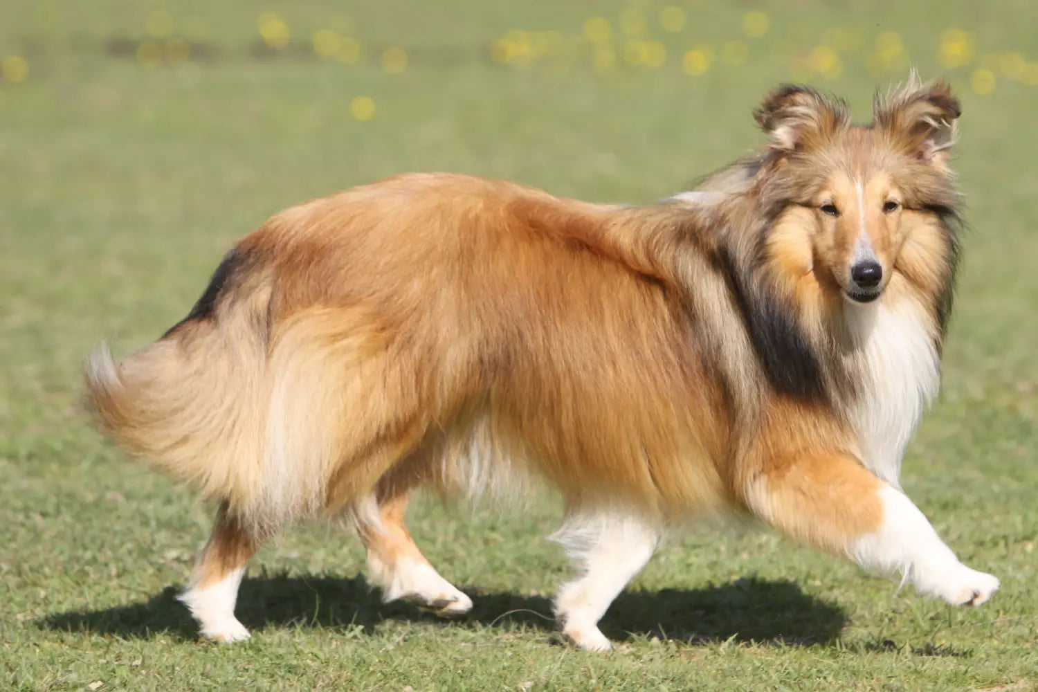 Shetland Sheepdog 3