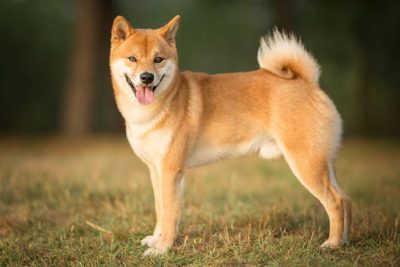 Shiba Inu 1