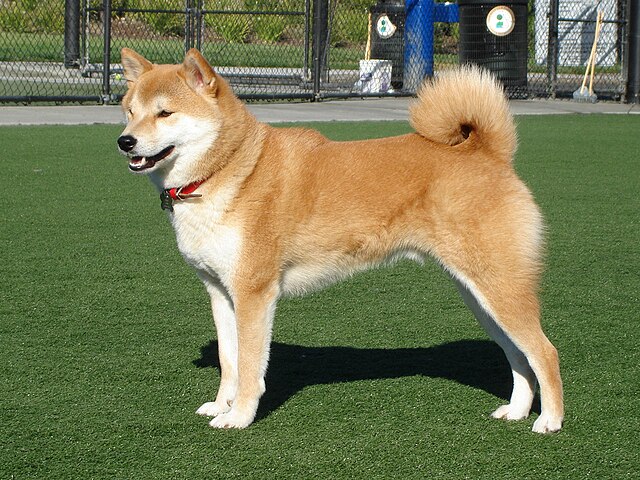 Shiba Inu 2