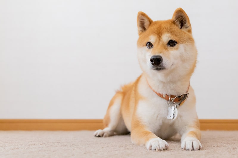 Shiba Inu 3