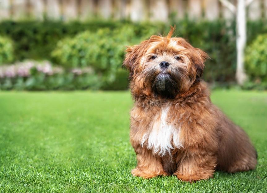 Shichon 1