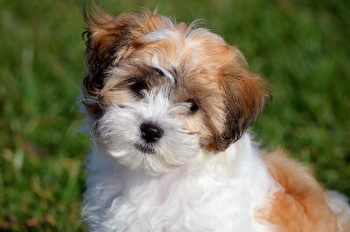 Shichon 3
