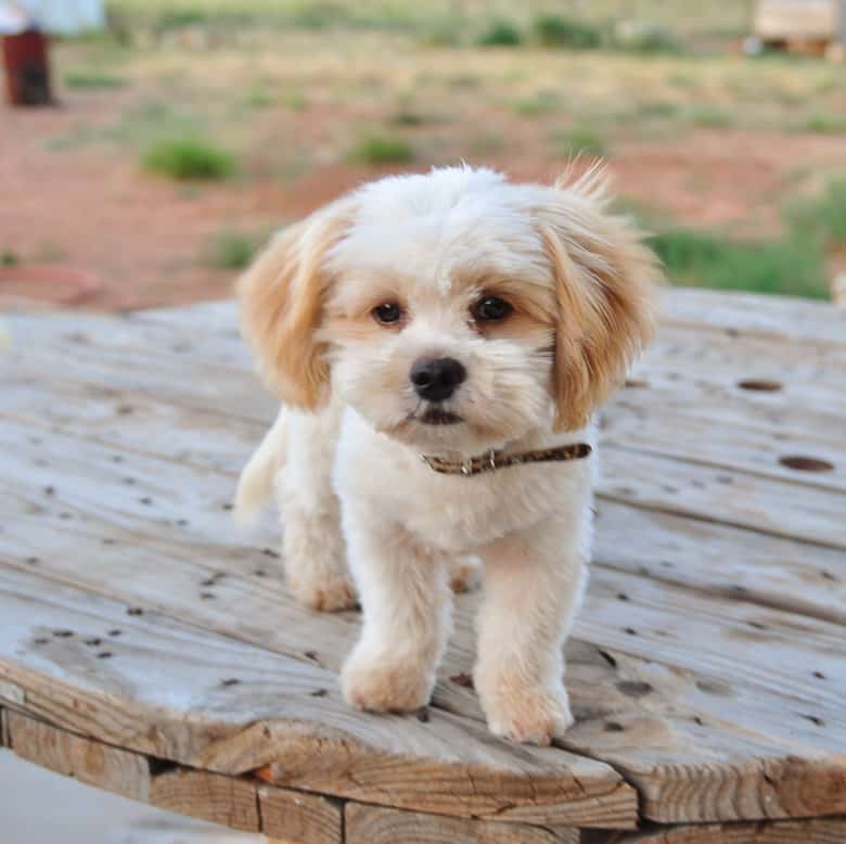 Shih-Poo 1
