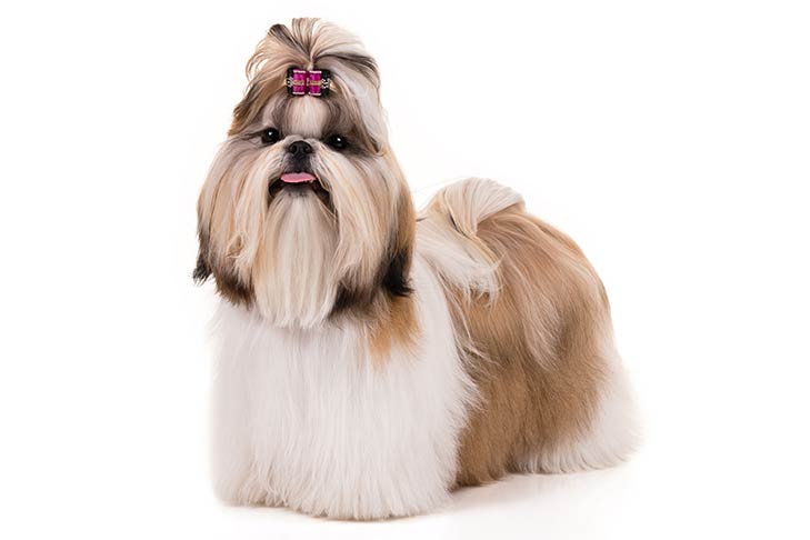 Shih Tzu 1