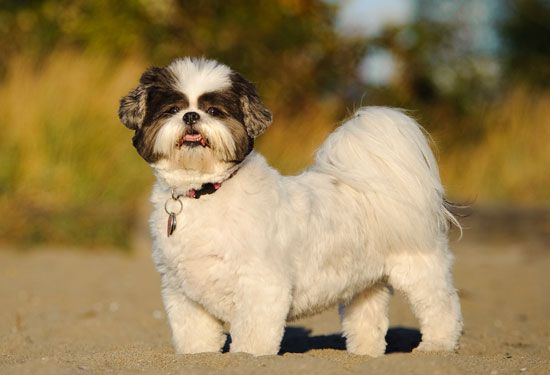 Shih Tzu 2
