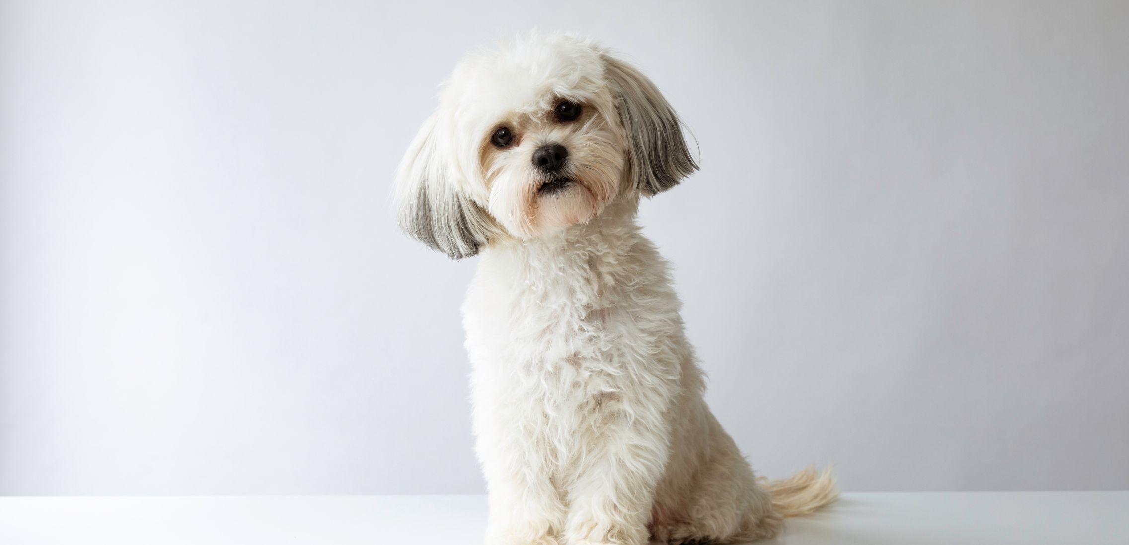 Shih Tzu 3