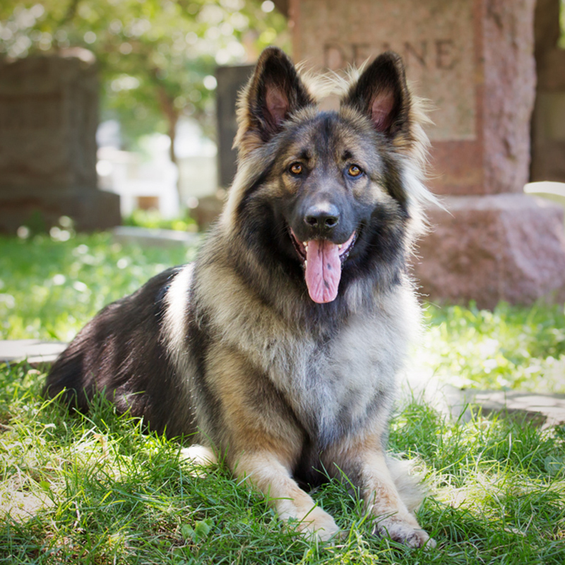 Shiloh Shepherd 1