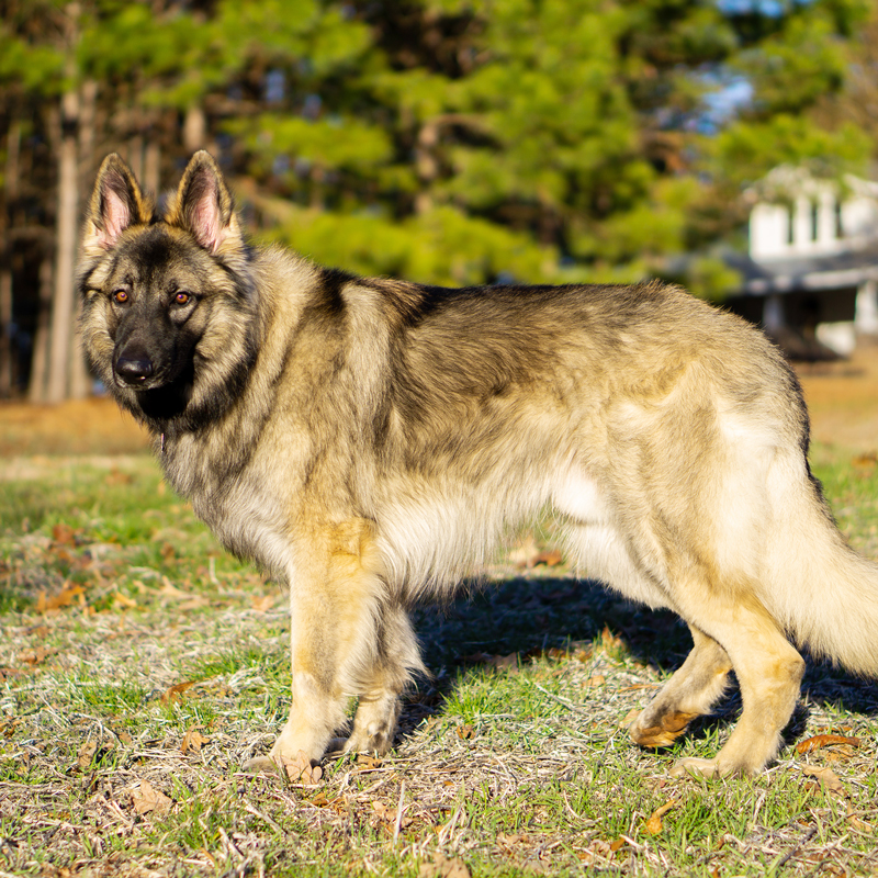 Shiloh Shepherd 3