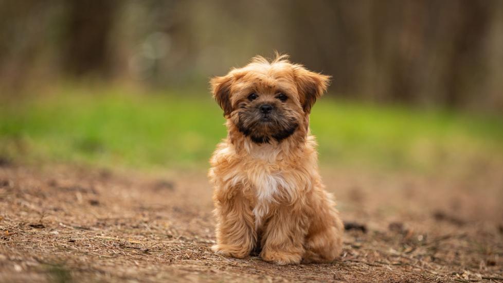 Shorkie 2