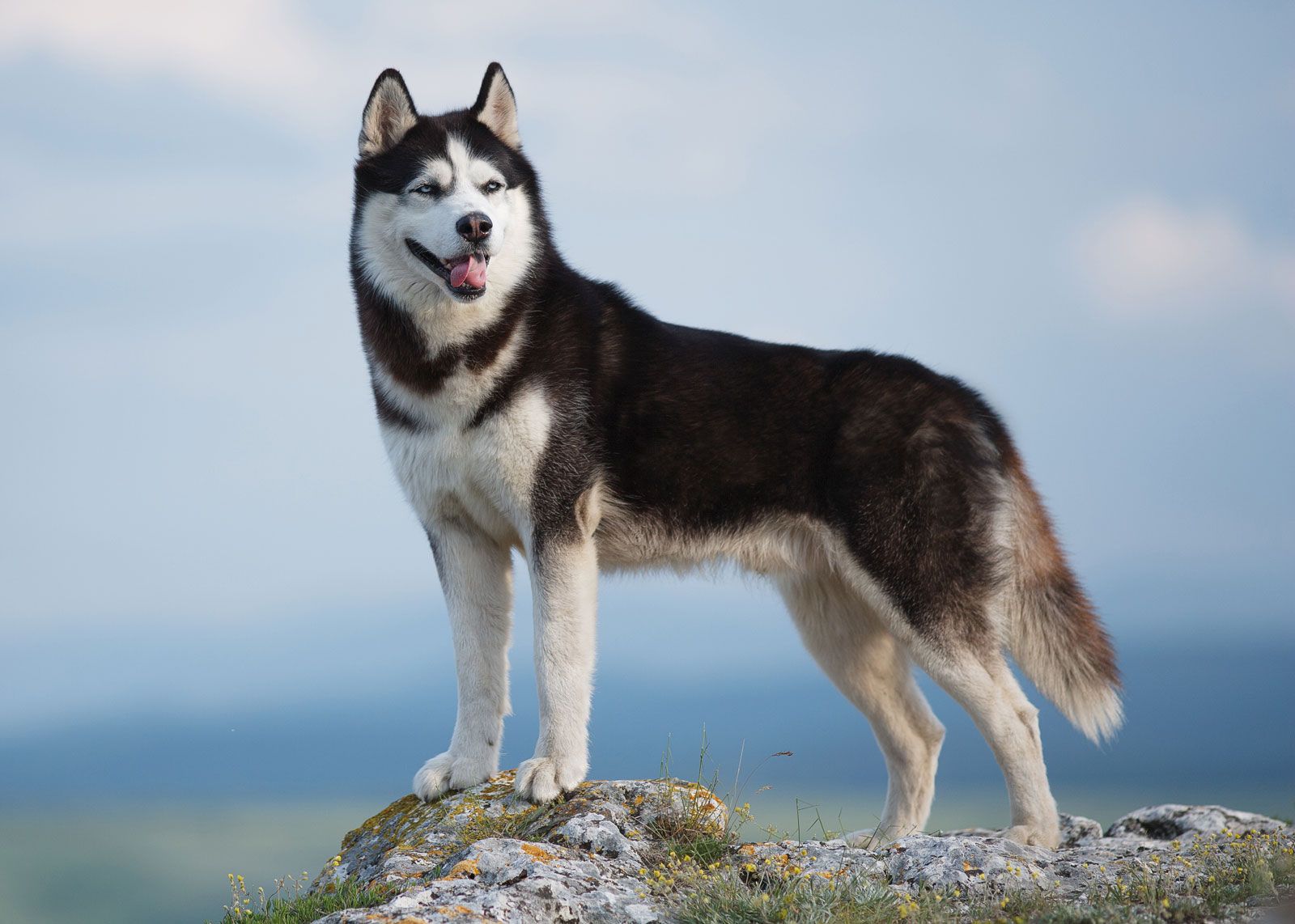 Siberian Husky 1