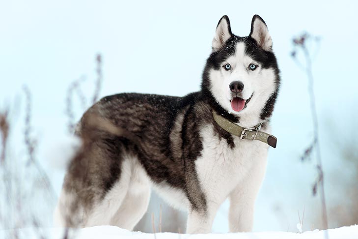 Siberian Husky 3
