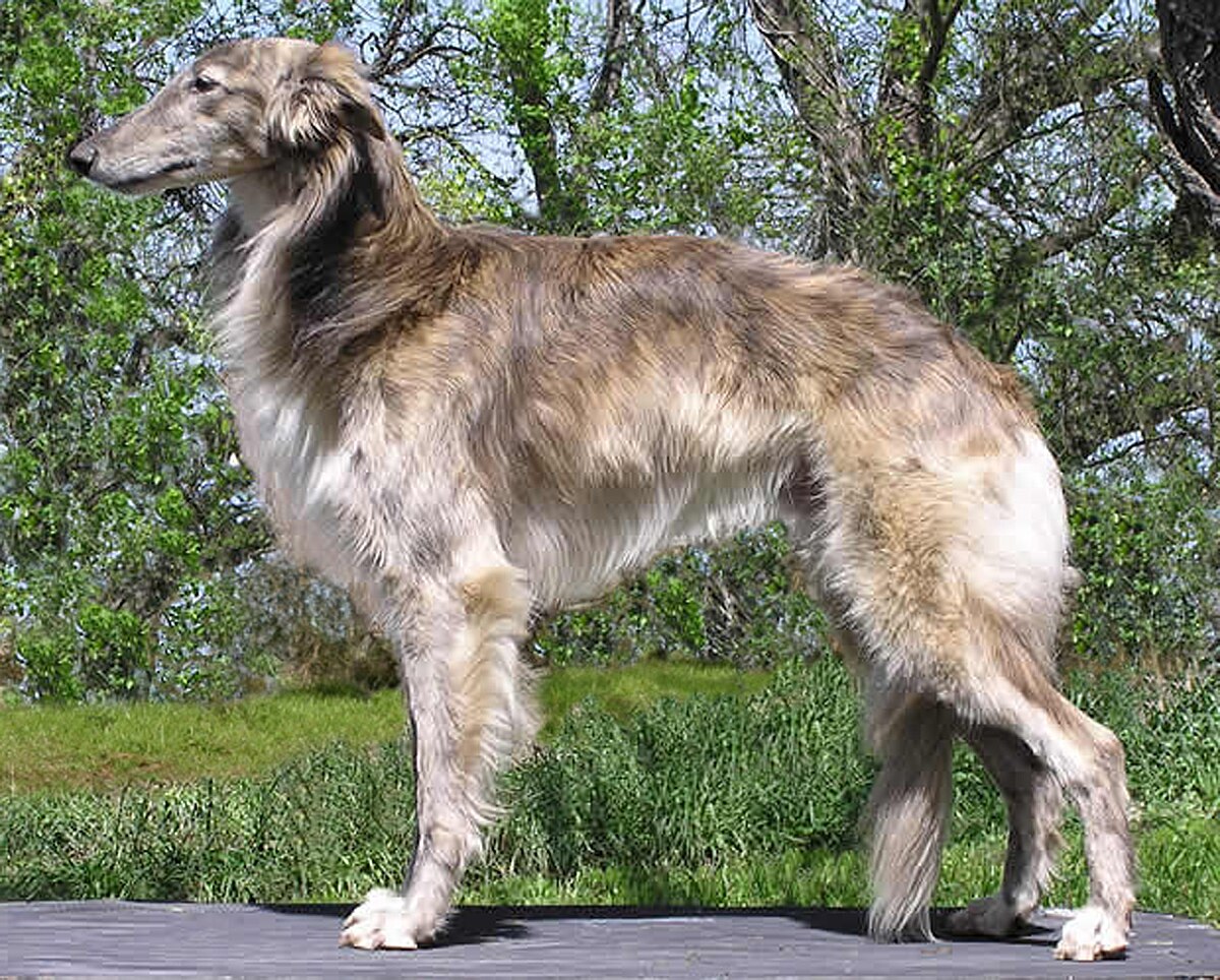 Silken Windhound 1