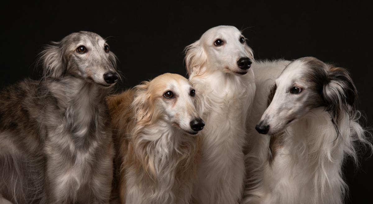 Silken Windhound 2