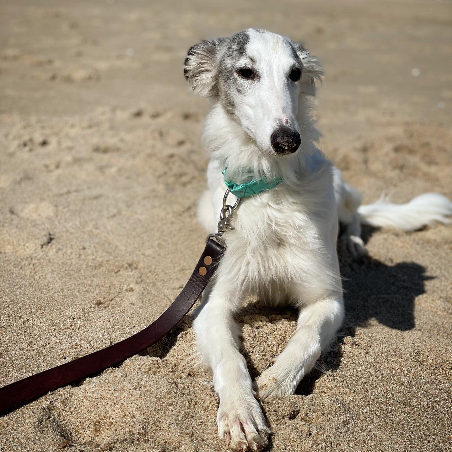 Silken Windhound 3