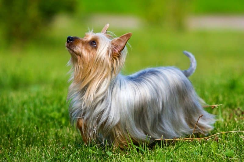Silky Terrier 1