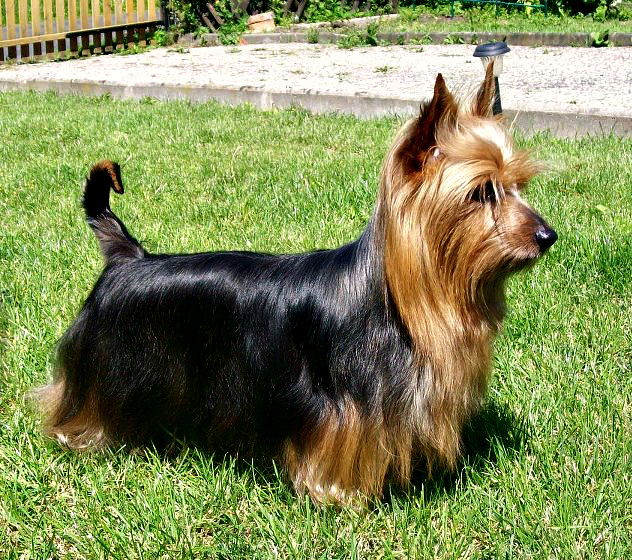 Silky Terrier 2