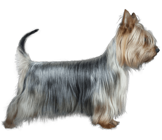 Silky Terrier 3