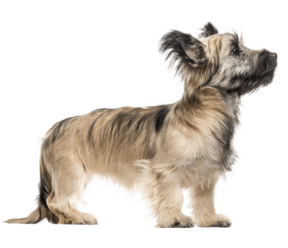 Skye Terrier 2
