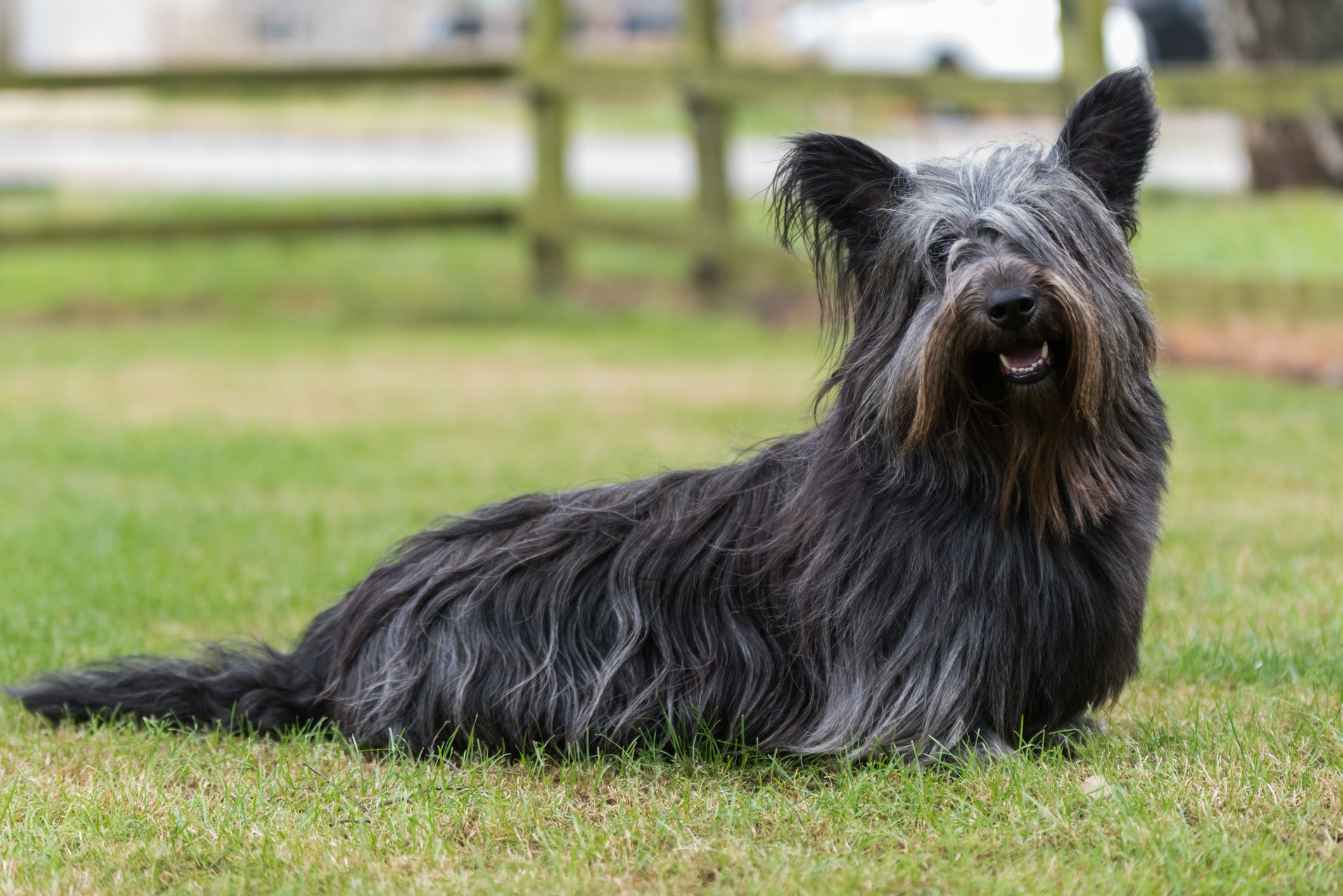 Skye Terrier 3