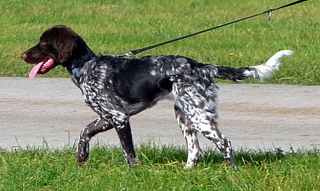 Small Munsterlander Pointer 2