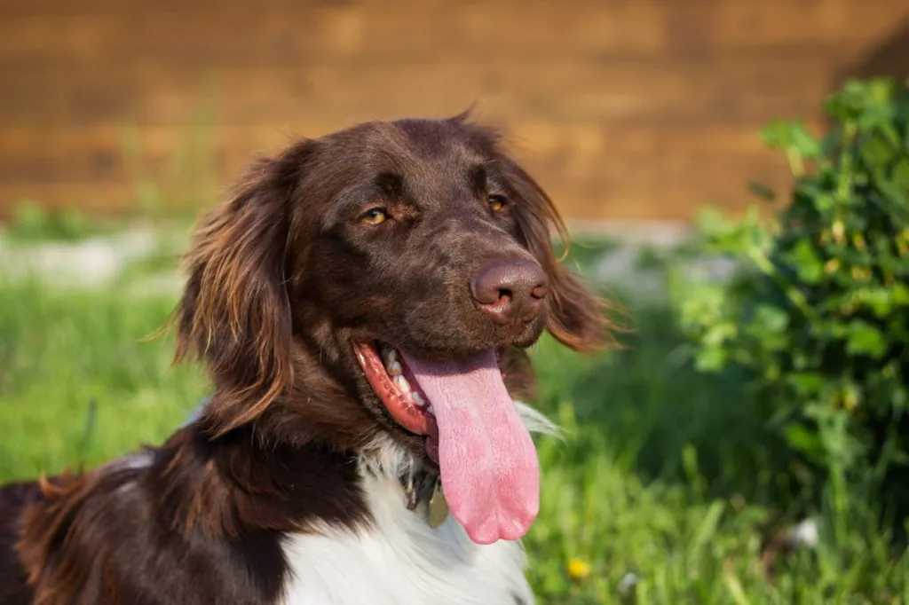 Small Munsterlander Pointer 3