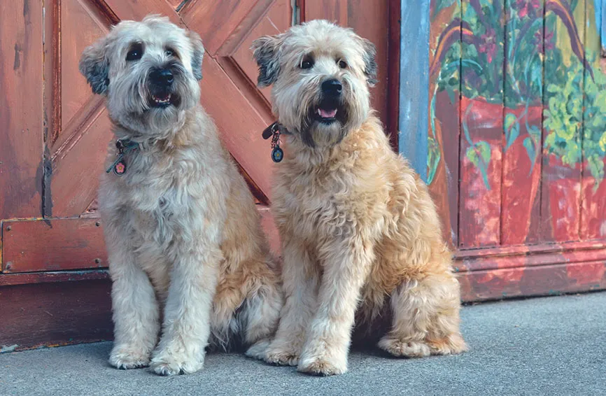 Soft Coated Wheaten Terrier 1