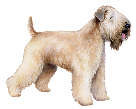 Soft Coated Wheaten Terrier 2