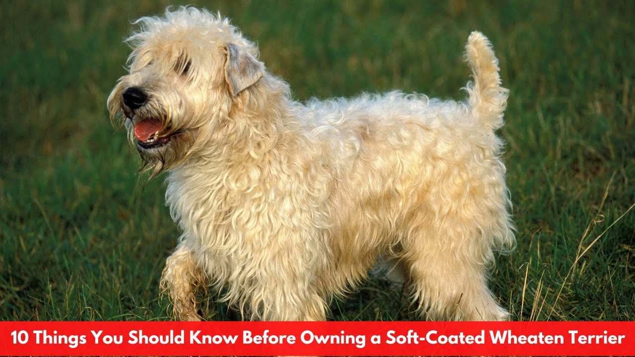 Soft Coated Wheaten Terrier 3