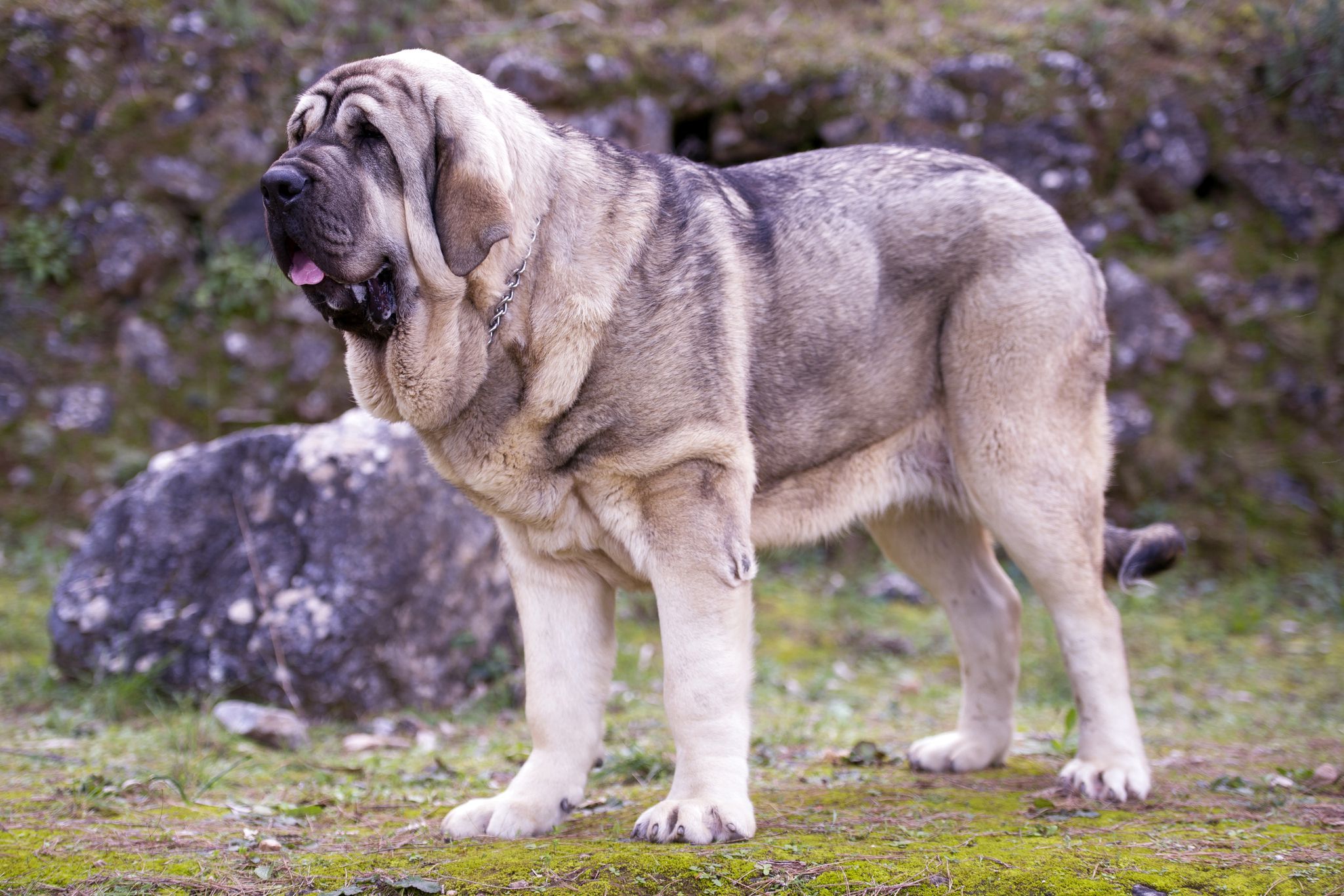 Spanish Mastiff 1